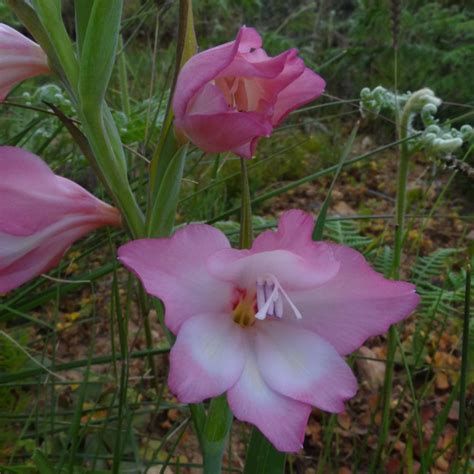 Gladiolus Carneus Large Pink Seeds Buy Online