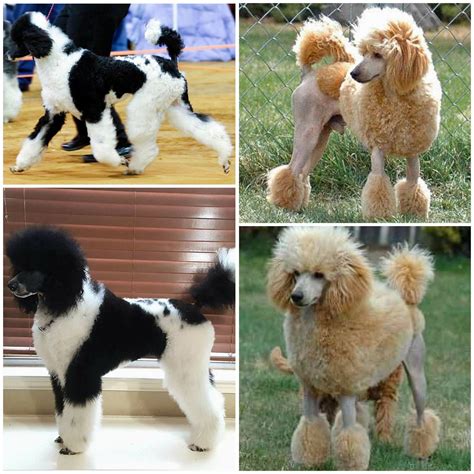 Jade And Hunter S 2018 Avenger Litter Mojazz Poodles