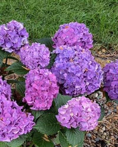 20 Dwarf Hydrangea Varieties For Small Spaces World Of Garden Plants