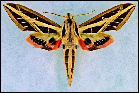 Eumorpha Fasciatus Banded Sphinx Moth Male In 2021 Moth Beautiful