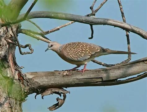 Burung Tekukur: Jenis, Harga, Ciri-ciri, Makanan dan Habitat