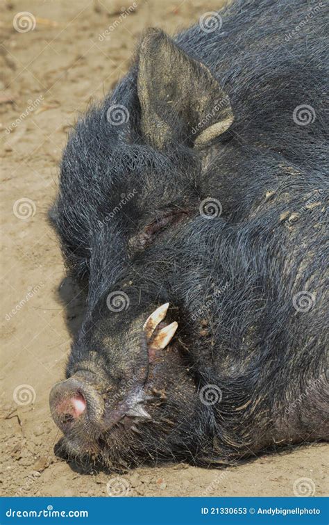 Micro Pig Head Portrait Stock Image Image Of Tusks Boar 21330653