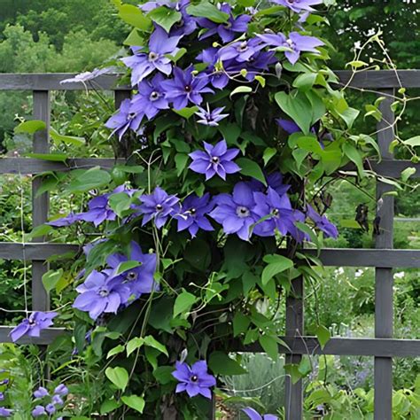 Top 30 Best Clematis Trellis Ideas for A Beautiful Garden