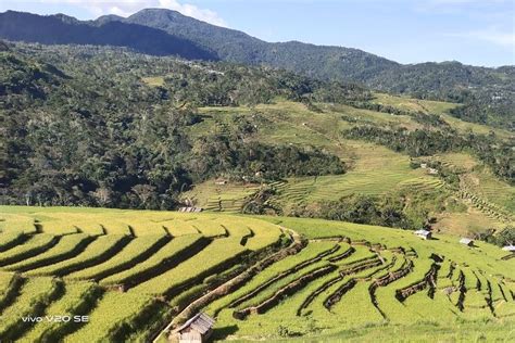 Foto Pembuatan Terasering Bermanfaat Bagi Kegiatan Ekonomi Di Bidang Apa