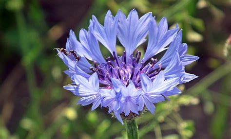 Kornblumen Blau Blumen Kostenloses Foto Auf Pixabay Pixabay