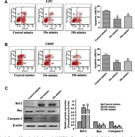 Figure 3 From MicroRNA 19a B Regulates Multidrug Resistance In Human