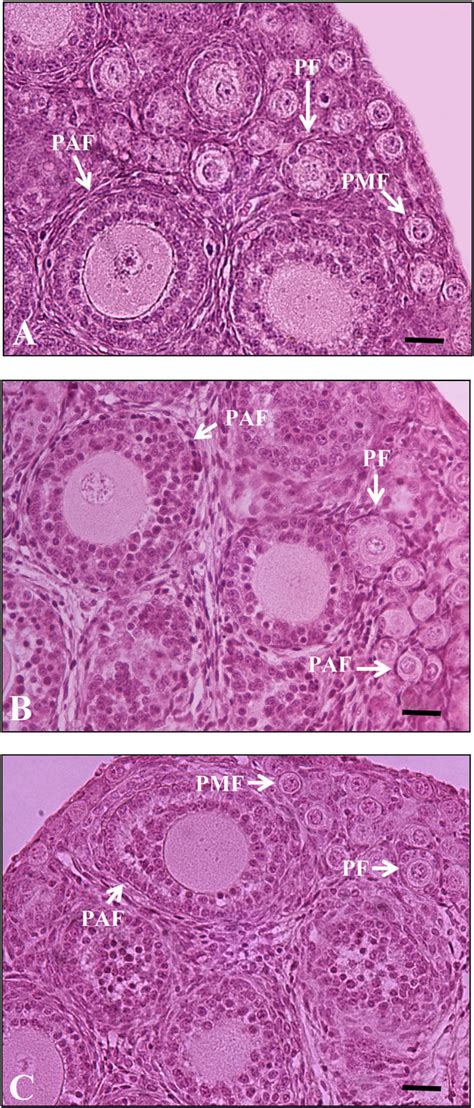 Hematoxylin And Eosin Staining Of 12 Days Old Mouse Ovarian Tissue A