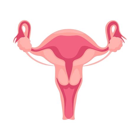 Anatomía del aparato reproductor femenino Vector Premium