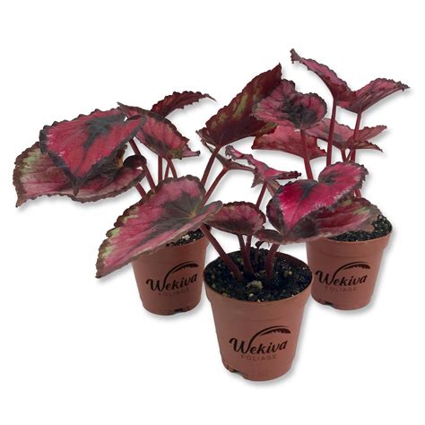 Red Kiss Begonia - 3 Live Starters in 2 Inch Pots - Begonia Rex 'Red ...