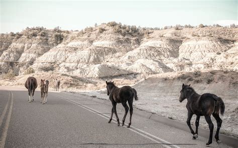 Wild Horses, Theodore Roosevelt National Park