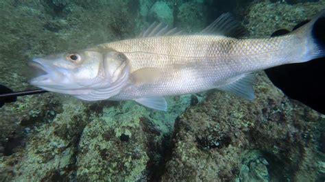 Spigole Piovose Di Settembre Pesca In Apnea Bassofondo Youtube