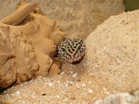 Important Guidelines for Feeding Mealworms to Your Geckos - GeckoSavvy