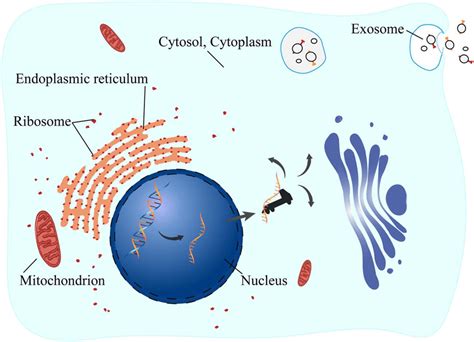 A Schematic To Show The Locations Of Mrna In A Cell Download