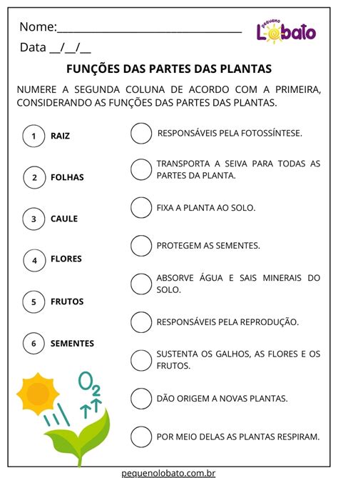 Funções Das Partes Das Plantas 2 Ano - Atividades de Ciências 2º Ano para Imprimir