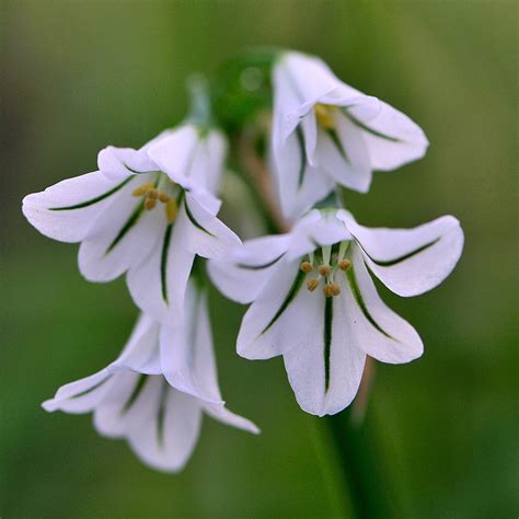 Woodland Flower Tony Armstrong Sly Flickr