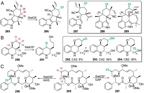 Scheme 48 Site Selective Halogenation Of Fisherindole 285