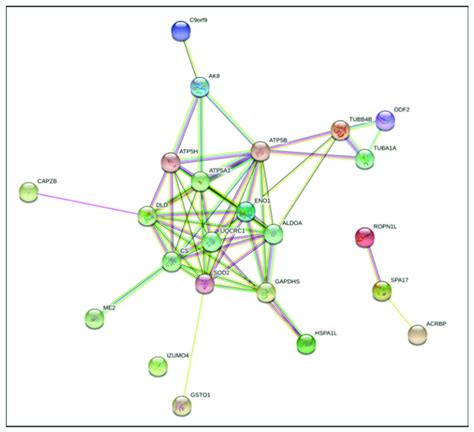 String Protein Association Analysis Of Proteins Showing Changes In