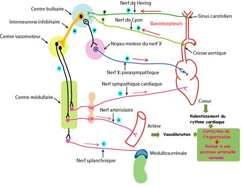 SVT Ghediri Bac Sciences Neurophysiologie Régulation de la pression