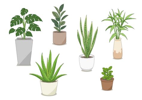 Ensemble D Illustration De Plantes Ornementales Vecteur Premium