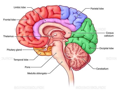 Pin By Caroyn Green On Brain Neurotoxins Human Anatomy And