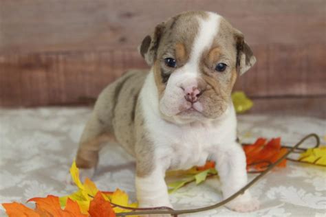 rare colored beabull puppies  blue diamonds pups