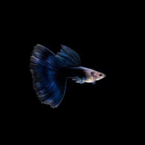 HB Blue Guppy Pair Buy Aquarium Plants And Aquarium Fishes Online