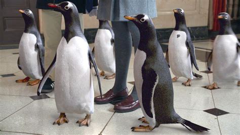 See New Mr. Popper’s Penguins Photos - FilmoFilia