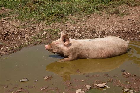 Pig In Mud Stock Photos Pictures And Royalty Free Images Istock