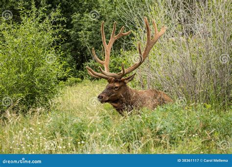 Adult Male Elk Lying In The Grass In Colorado Stock Image Image Of Grass Green 38361117