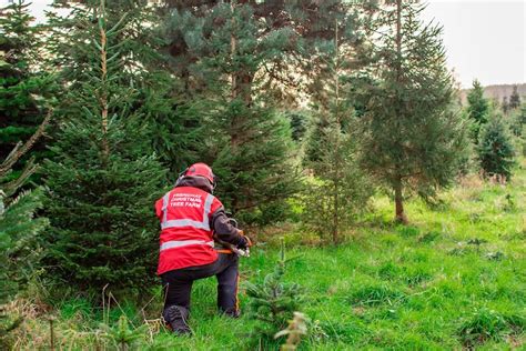 Frenchay Christmas Tree Farm In Bristol