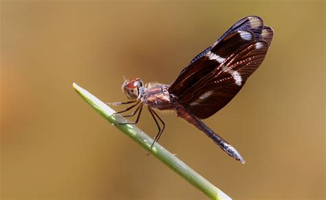 Venezuela Wildlife