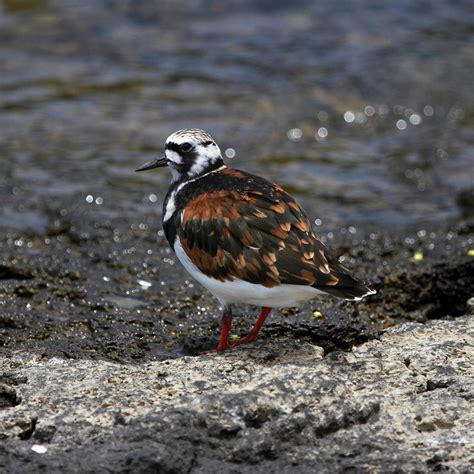 Hawai I Birding Trails Ruddy Turnstone