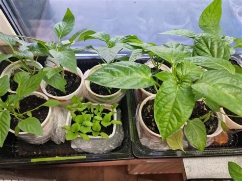 Как сделать удобрение, используя ореховую скорлупу: у знающих дачников ...