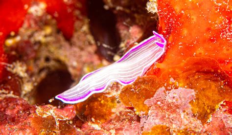 Planaria Rosa Es Roseus Pink Flatworm En Prosthecer Flickr