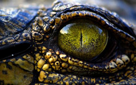 Tipos De Crocodilos Meus Animais