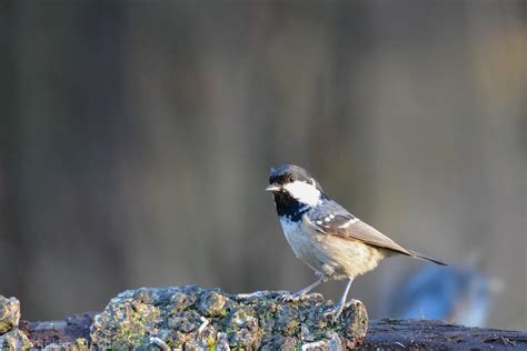 Kuusitiainen Coal Tit Parus Ater Fredrik Vaahtokari Flickr