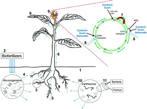 The Importance Of Phytohormones And Microbes In Biofertilizers