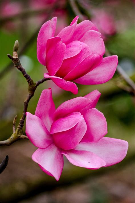 Spring In Paris Pink Magnolias By Falling Off Bicycles Julia Willard