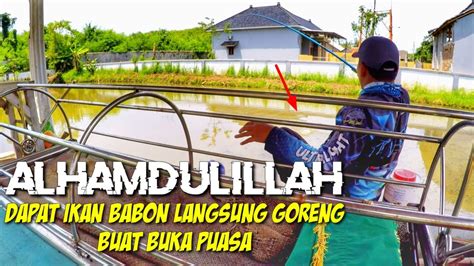 Siapa Sangka Sawah Yang Hampir Kering Ini Ternyata Banyak Ikan