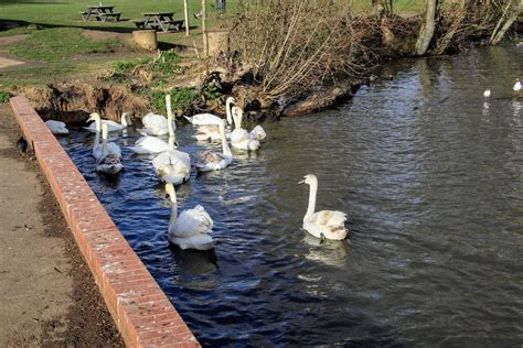 Swans Earlswood Lakes Surrey David Austin Flickr