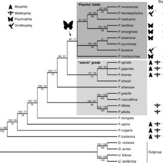 Phylogeny Of The Pinguicula Species Based On The Bayesian Inference