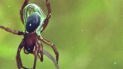 Incredible This Underwater Spider Has An Actual Scuba Tank Youtube