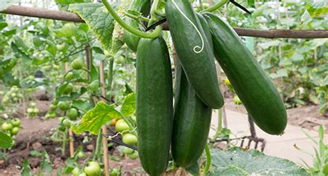 Cucumber Growing Guide Tui Prepare Plant Nourish Harvest