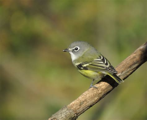 Blue Headed Vireo Audubon Field Guide