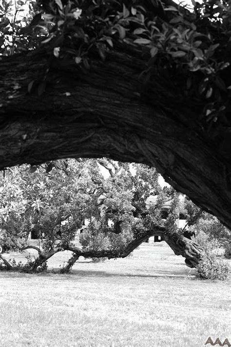 Tortuga Tree Photograph by Ashley Whitehurst | Fine Art America