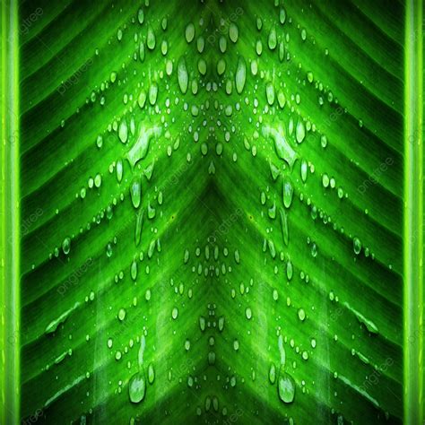 Folhas Verdes Gotas De Fundo De Gua Abstract Fundo Gota Imagem