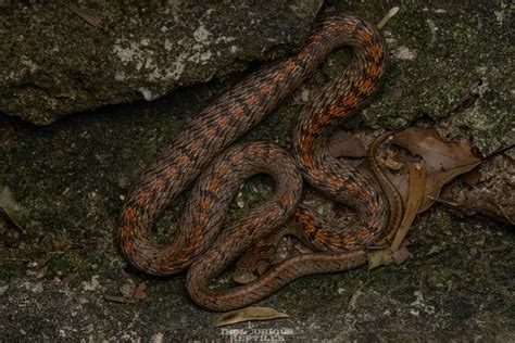 Taiwan Kukri Snake In July 2022 By Artur Tomaszek INaturalist