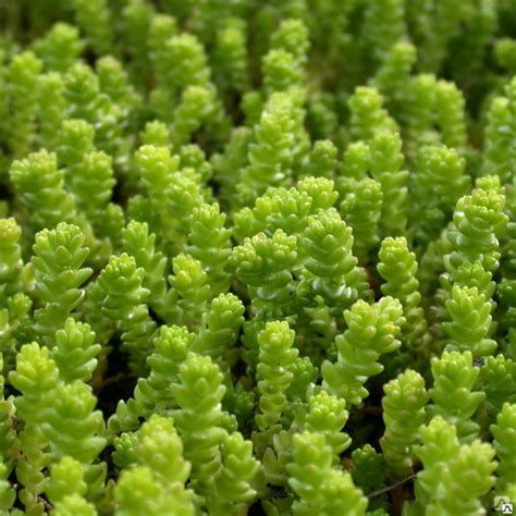 Седум/очиток едкий (Sedum acre) р9 купить за 350 руб./шт. в Санкт ...