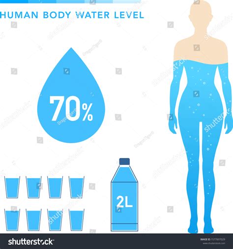 Water Percentage Female Body Illustration Chart 库存矢量图（免版税）1577897029 Shutterstock