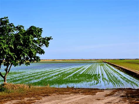 Colores De Los Campos De Arroz Del Delta Del Ebro